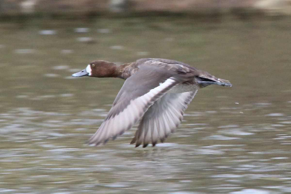 Greater Scaup - ML80193921