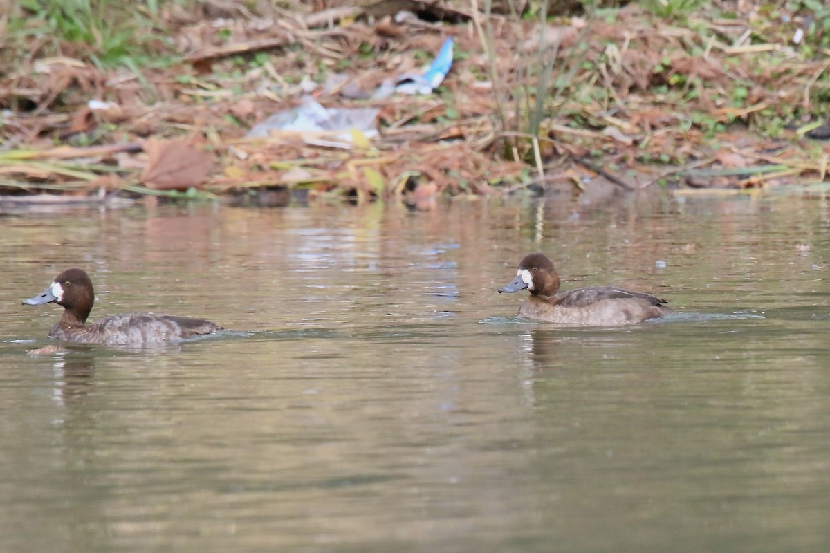 Greater Scaup - ML80193931