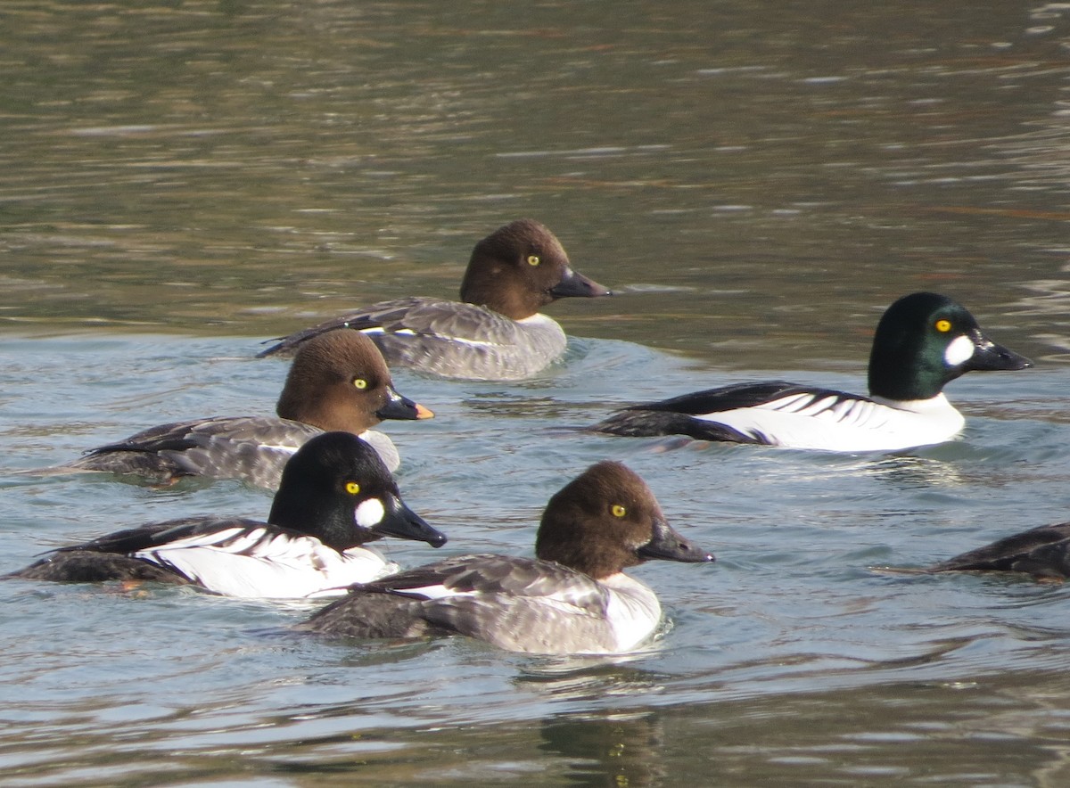 Common Goldeneye - Chris O'Connell