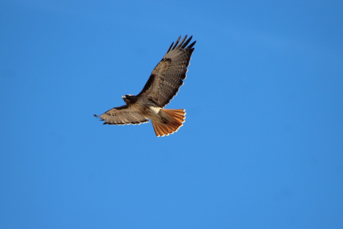 Red-tailed Hawk - ML80195881