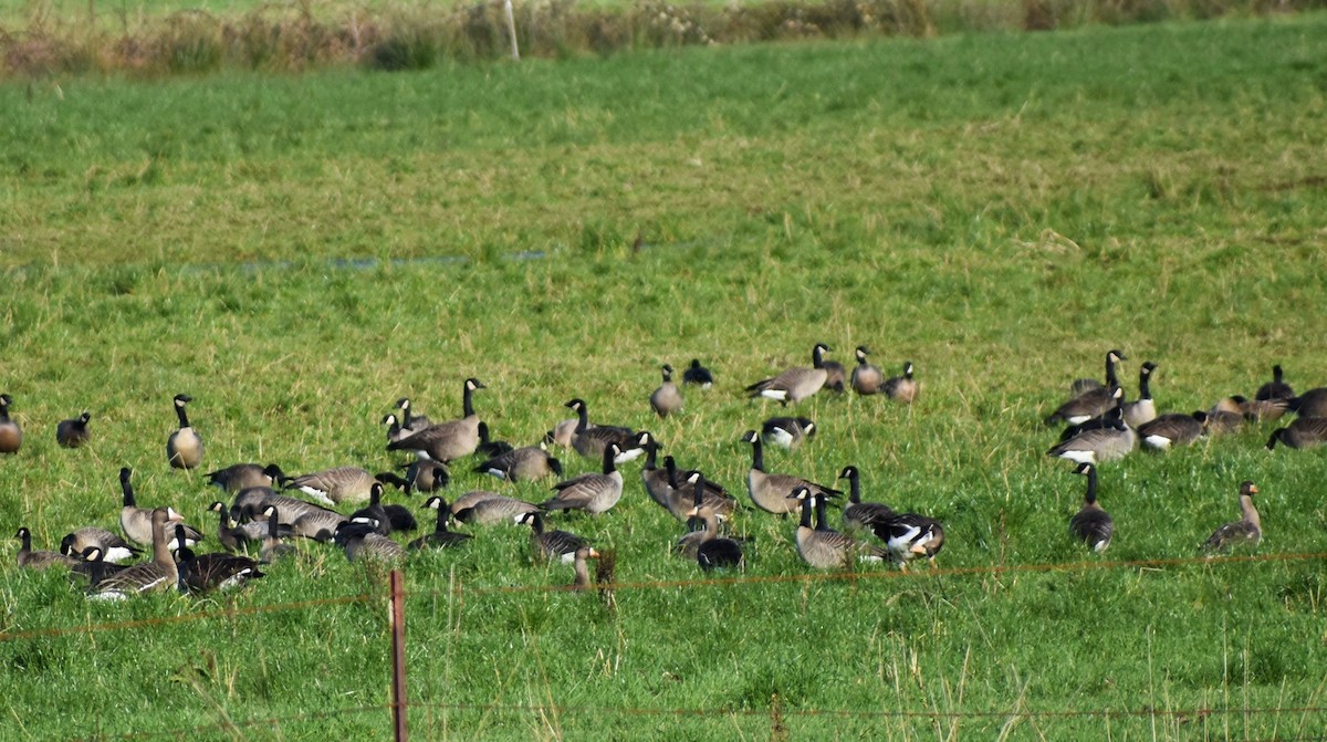 Greater White-fronted Goose - Gloria Beerman