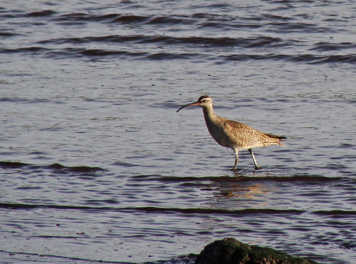 Bristle-thighed Curlew - Gret Foust
