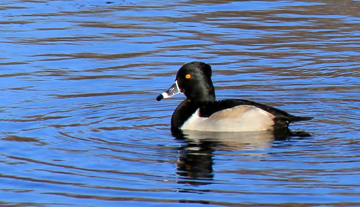 Ring-necked Duck - ML80204351