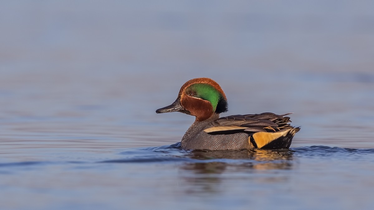 Green-winged Teal - ML80204721