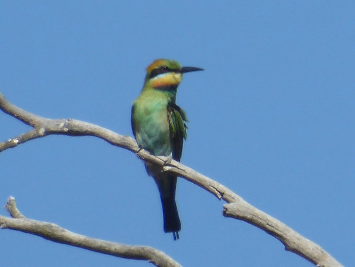 Rainbow Bee-eater - Christine D