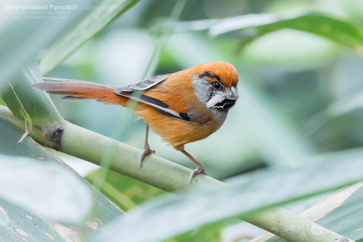 Black-throated Parrotbill (Gray-breasted) - ML80205401