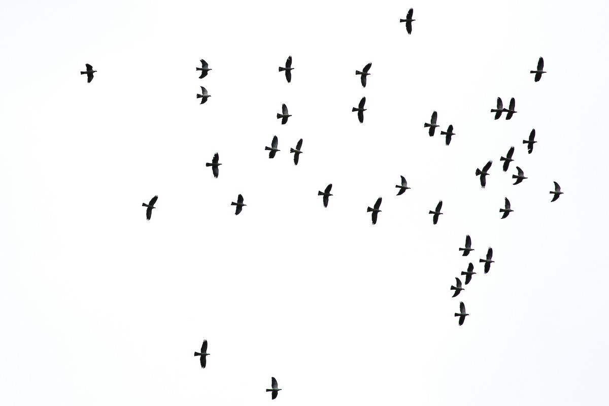 Topknot Pigeon - Richard Fuller