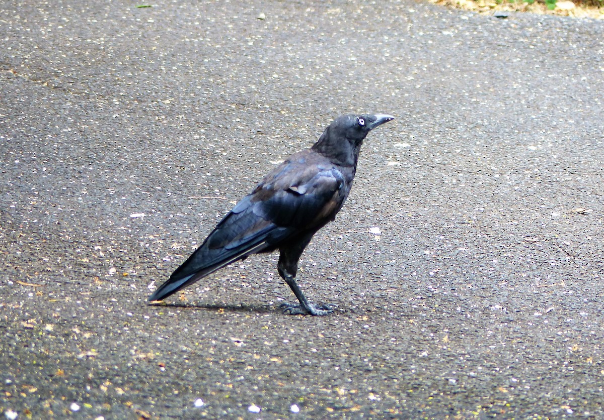 Little Raven - Craig Morley