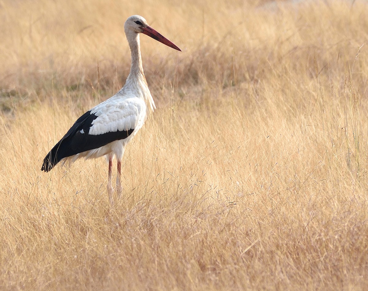 White Stork - Arun Prabhu