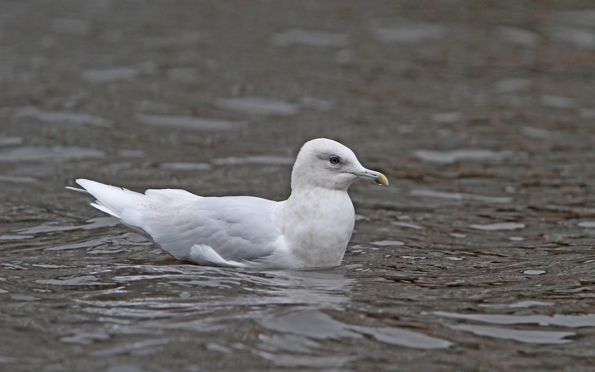 Iceland Gull (kumlieni/glaucoides) - Christoph Moning