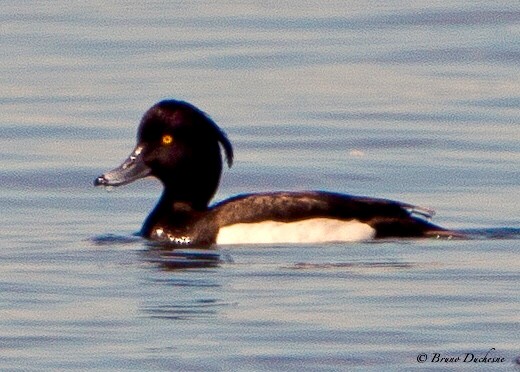 Tufted Duck - ML80209551