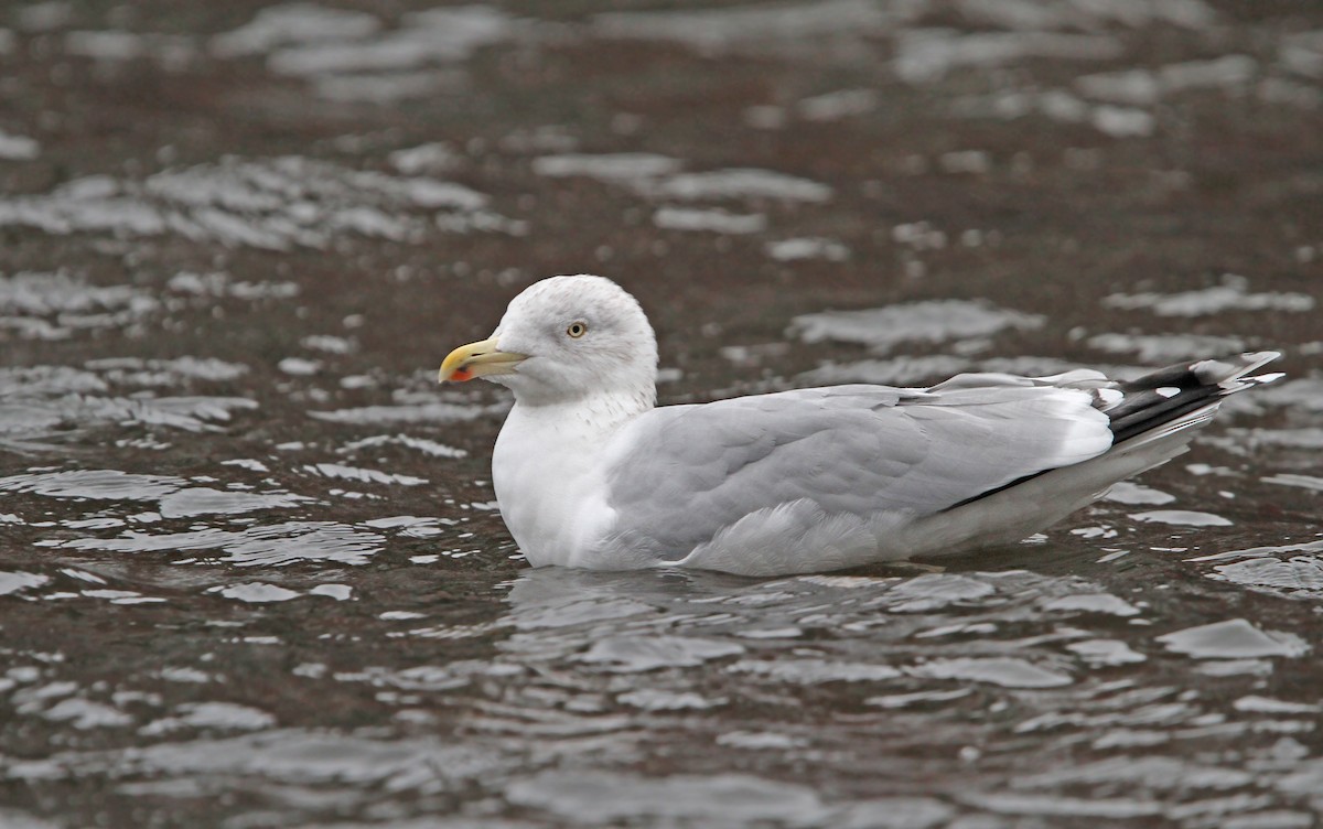 Herring Gull (European) - ML80209571