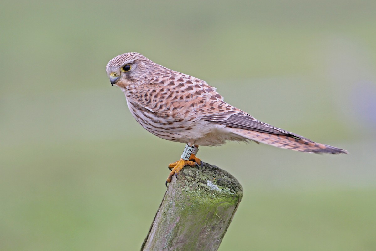 Eurasian Kestrel - Christoph Moning