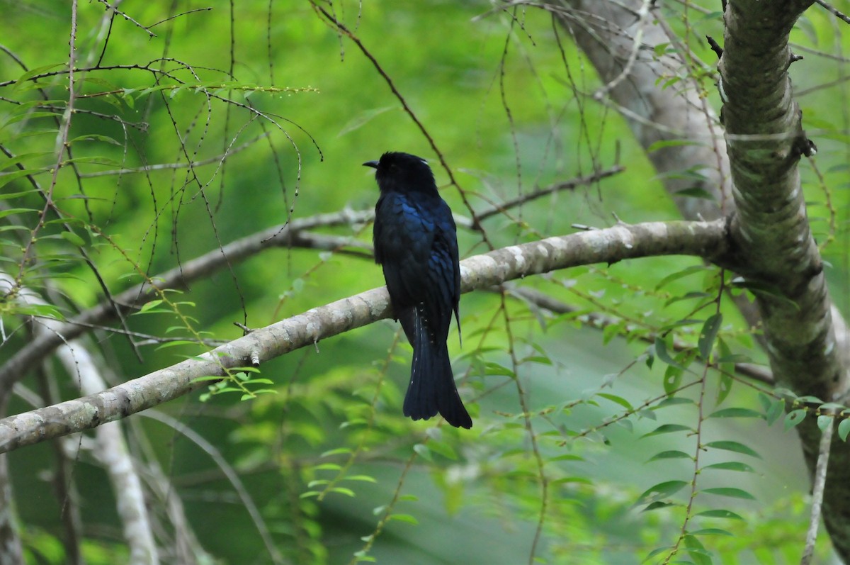 Square-tailed Drongo-Cuckoo - Andy Lee