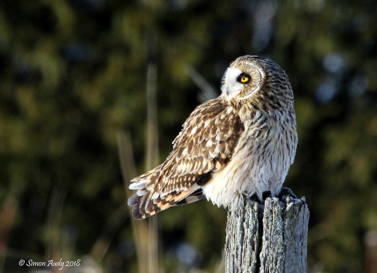 Short-eared Owl - ML80215421
