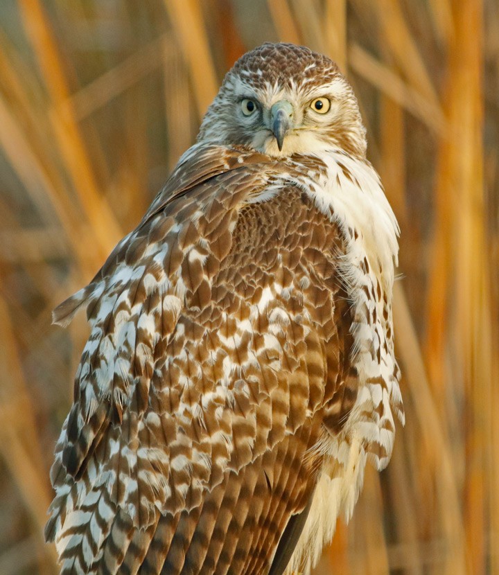 Red-tailed Hawk - Kris Petersen
