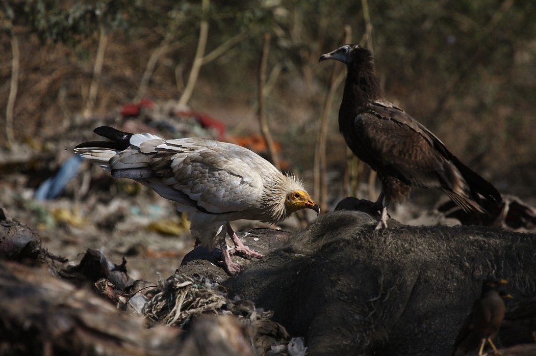 Egyptian Vulture - Gopi Sundar