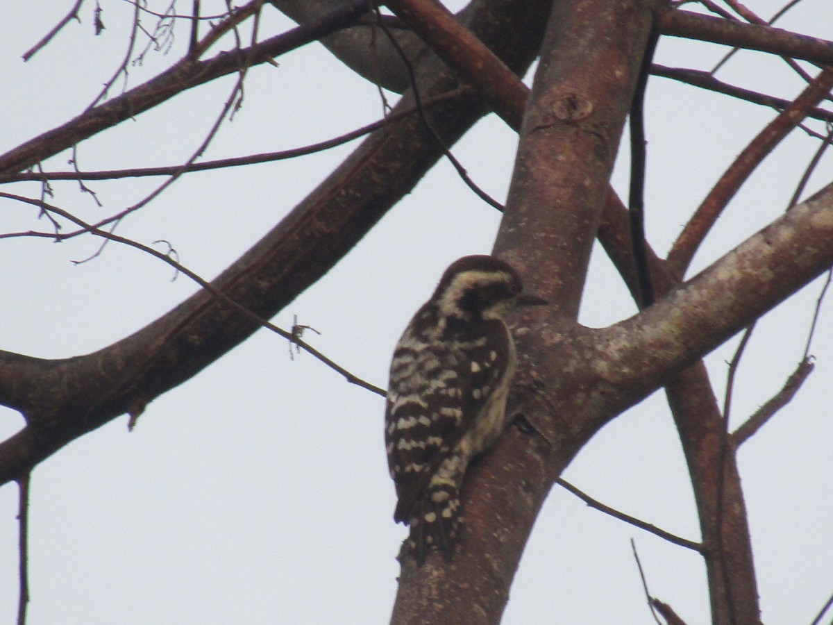 Brown-capped Pygmy Woodpecker - Pradeep Kidoor