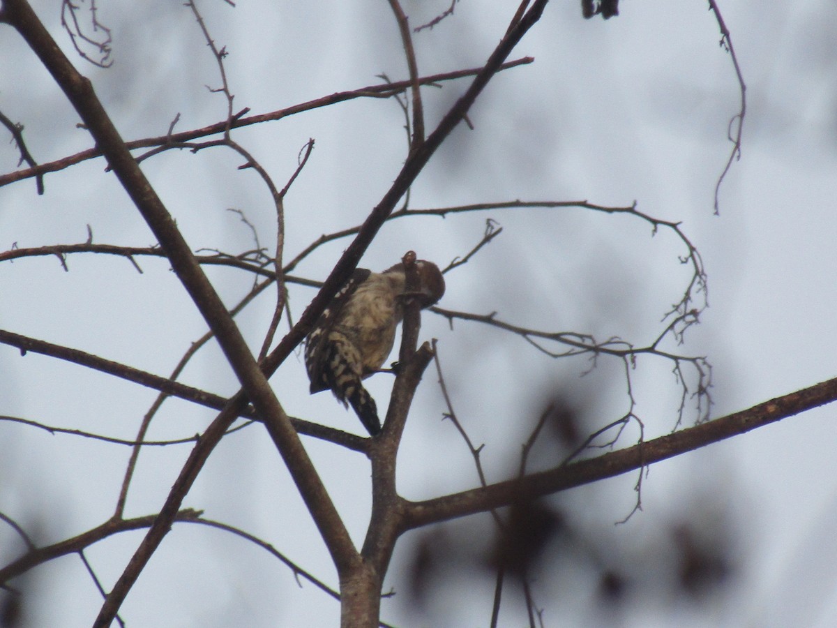 Brown-capped Pygmy Woodpecker - Pradeep Kidoor