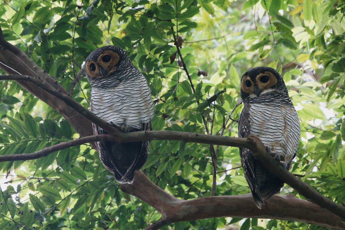 Spotted Wood-Owl - Kian Guan Tay
