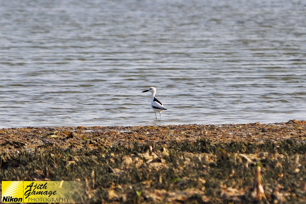 Crab-Plover - Ajith Gamage