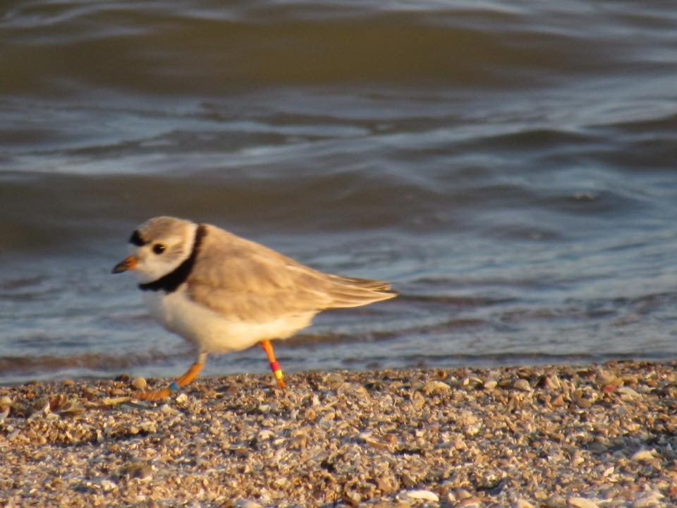 Piping Plover - Tammy Burgy