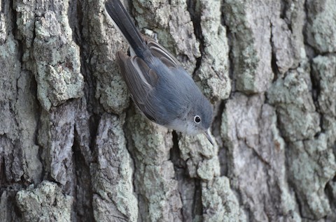 Blue-gray Gnatcatcher - eBird