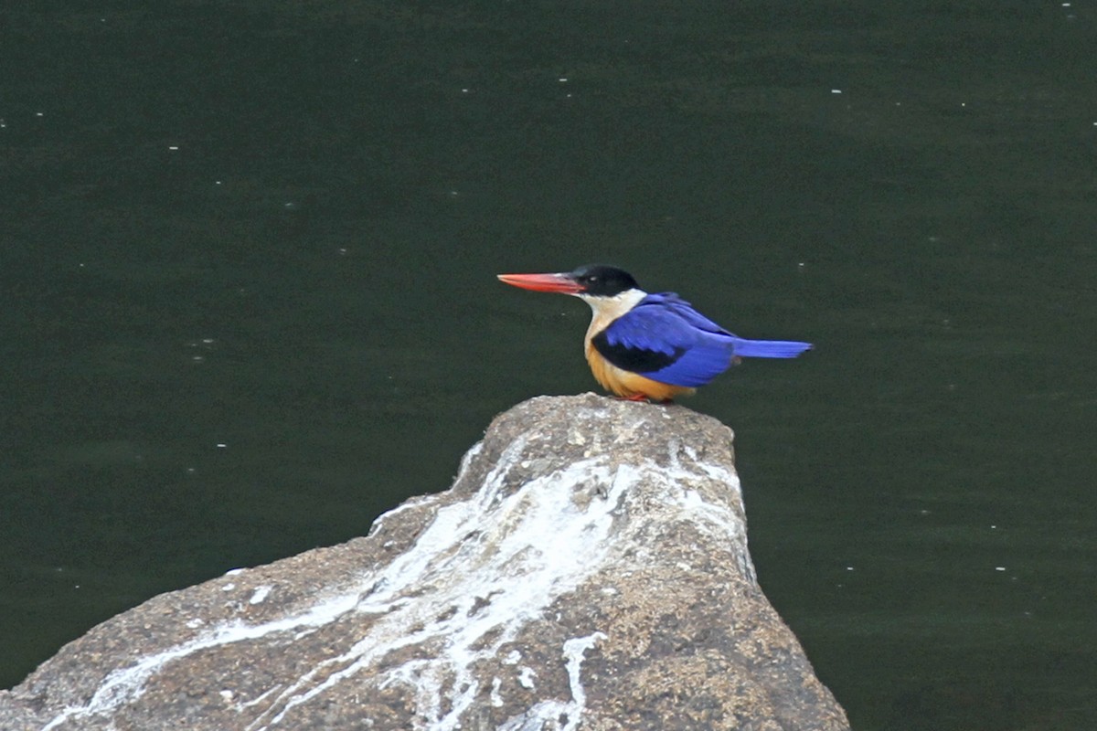 Black-capped Kingfisher - Geoffrey A. Williamson