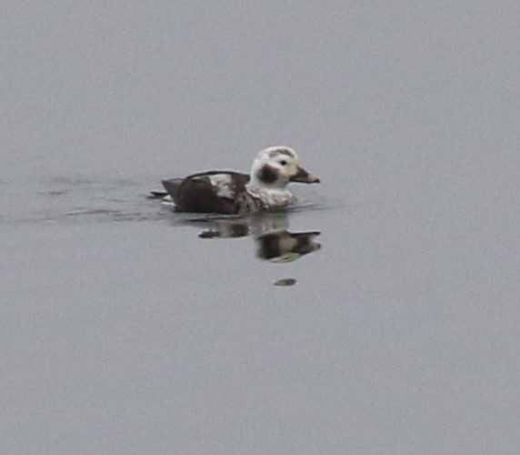 Long-tailed Duck - Debby Parker