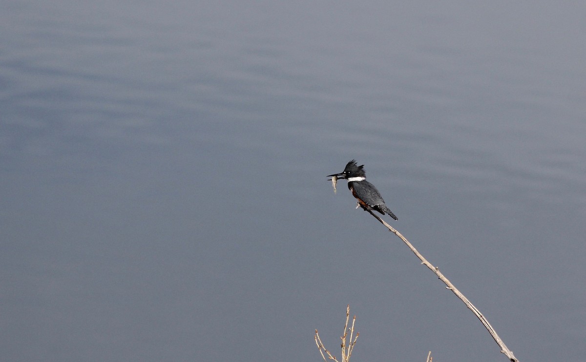 Belted Kingfisher - Eric Hynes