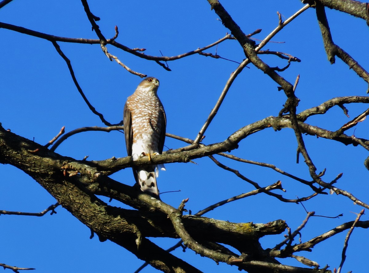 Sharp-shinned Hawk - Kevin Topping