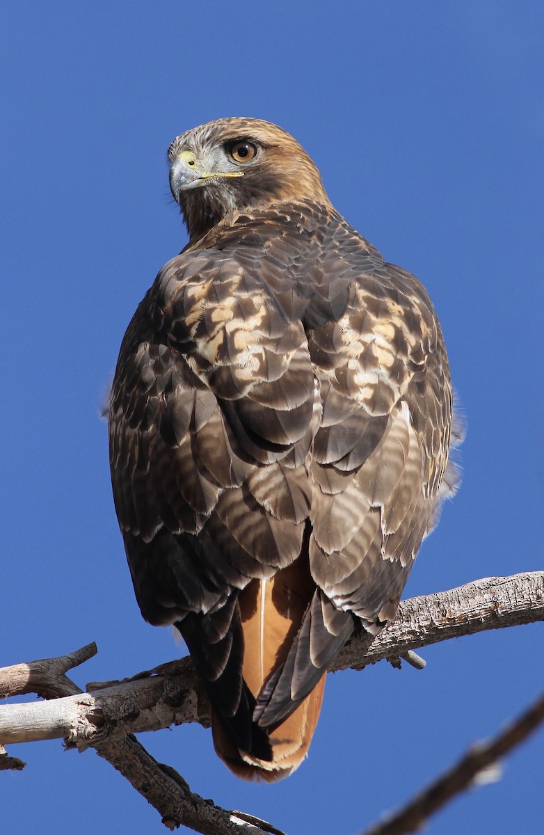 Red-tailed Hawk - Eric Hynes