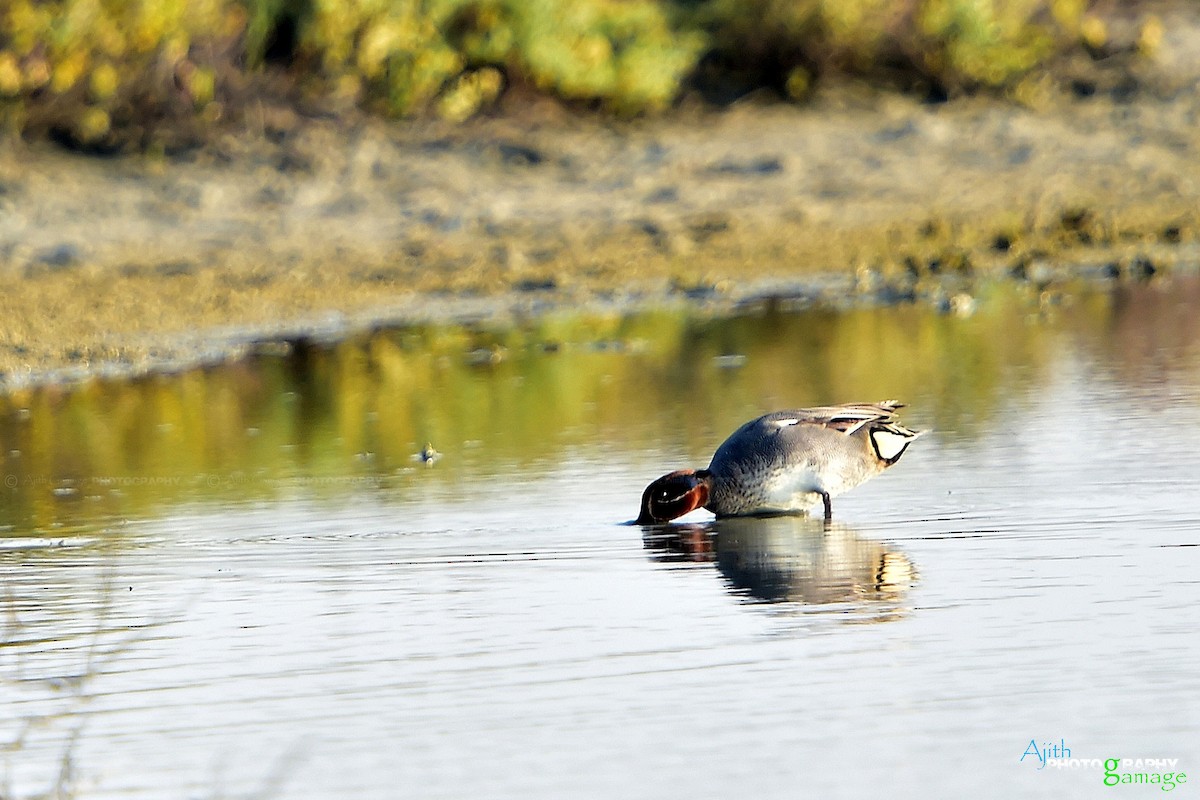 Green-winged Teal - Ajith Gamage