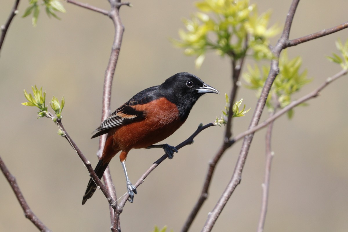 Orchard Oriole - ML80228711