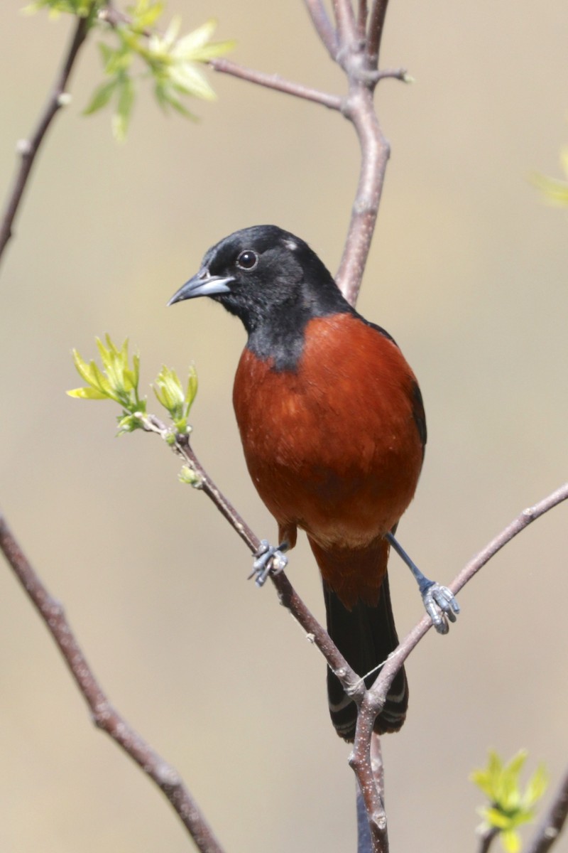 Orchard Oriole - ML80228731