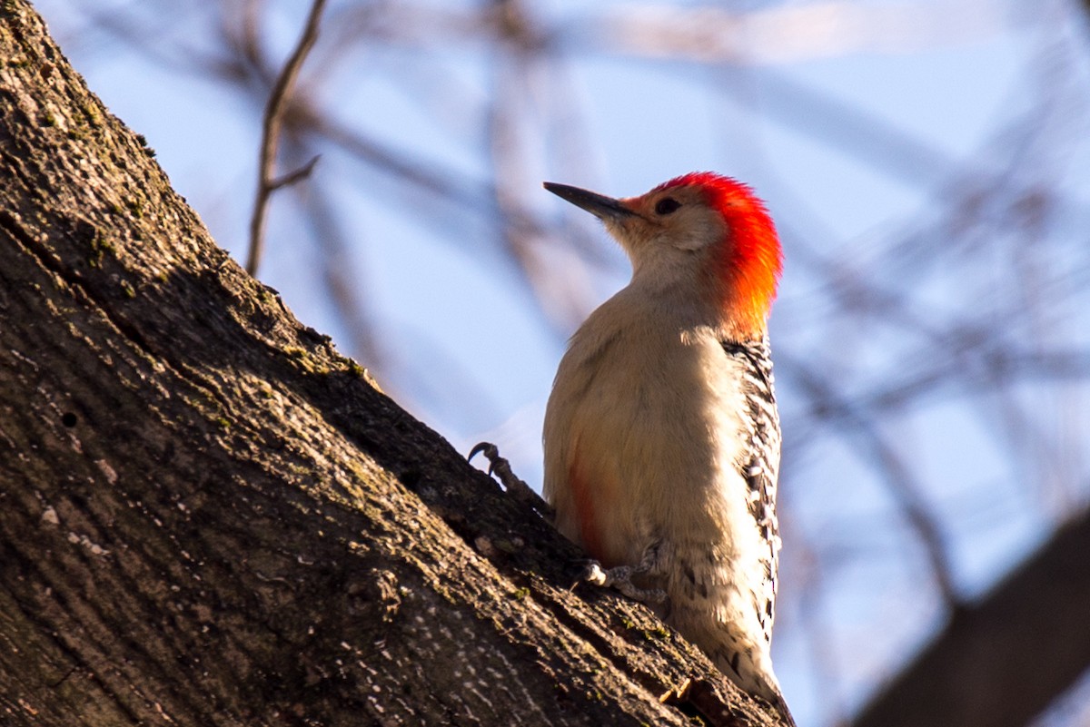 Red-bellied Woodpecker - Kayann Cassidy