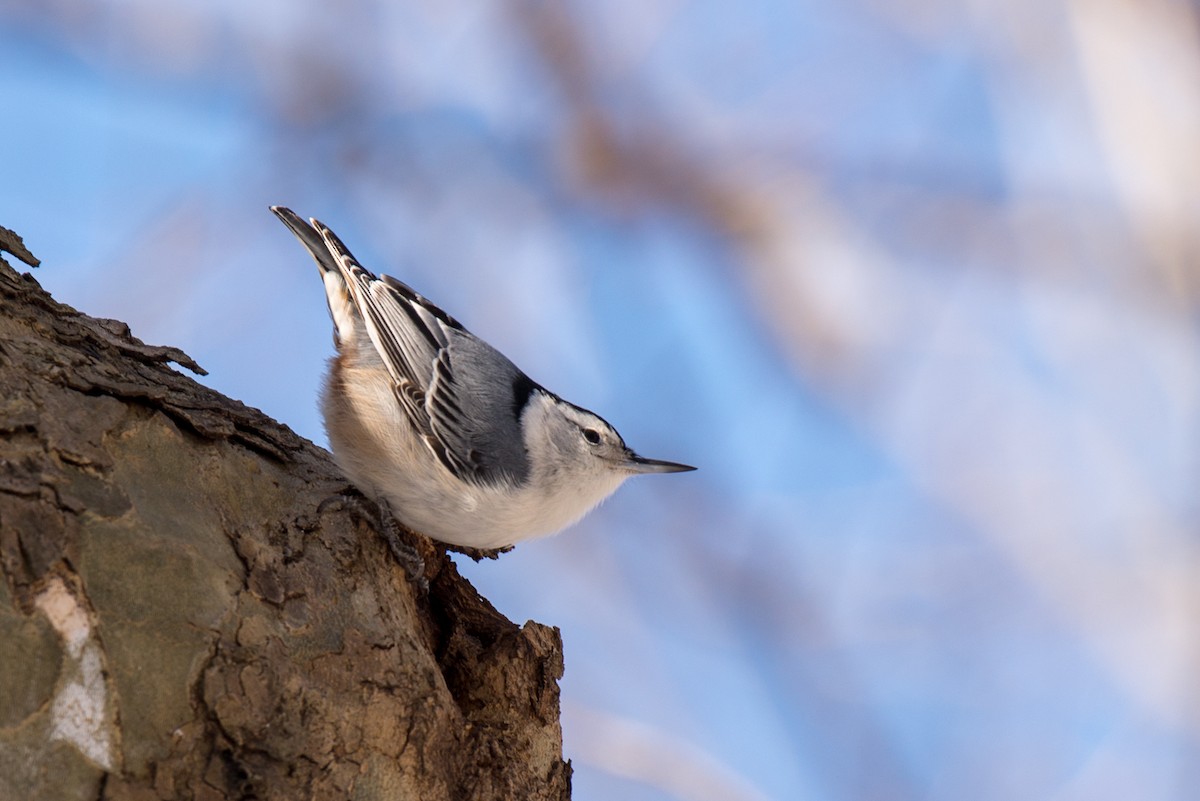 White-breasted Nuthatch - ML80230311
