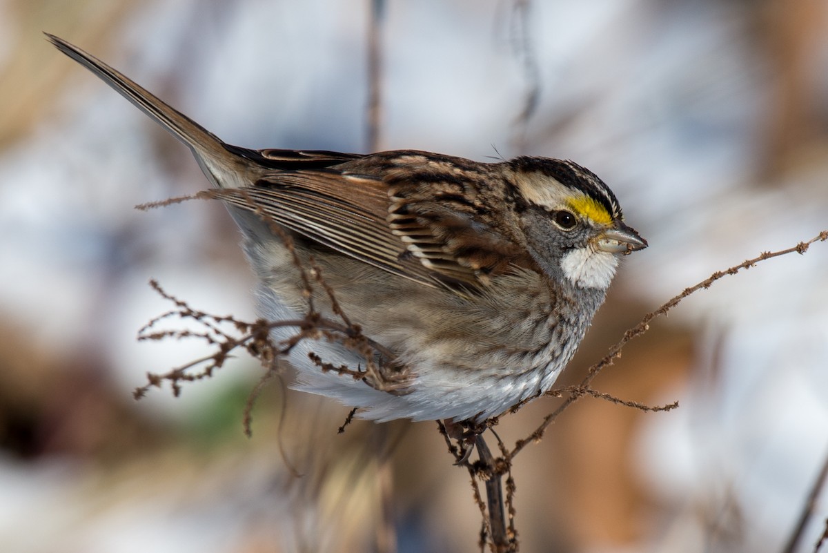 White-throated Sparrow - ML80230381
