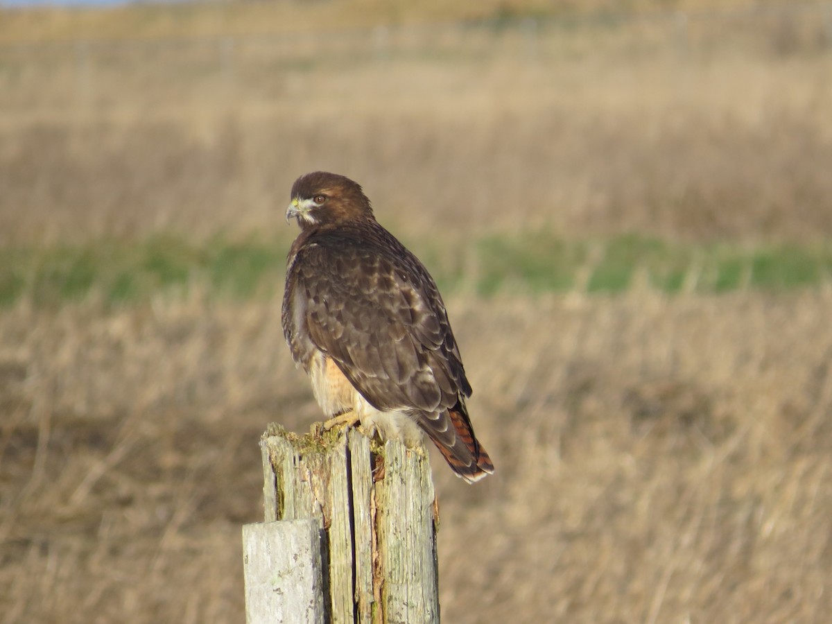 Red-tailed Hawk - Ann Marie Wood