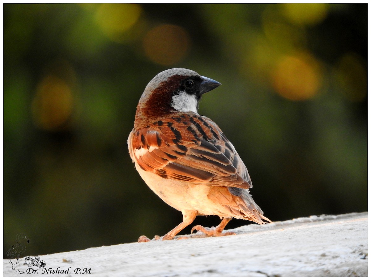 House Sparrow - greeshma paleeri