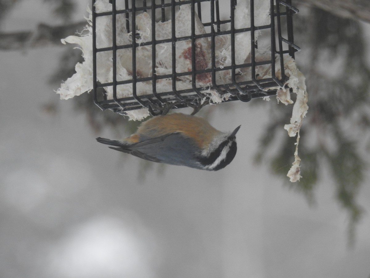 Red-breasted Nuthatch - ML80233711