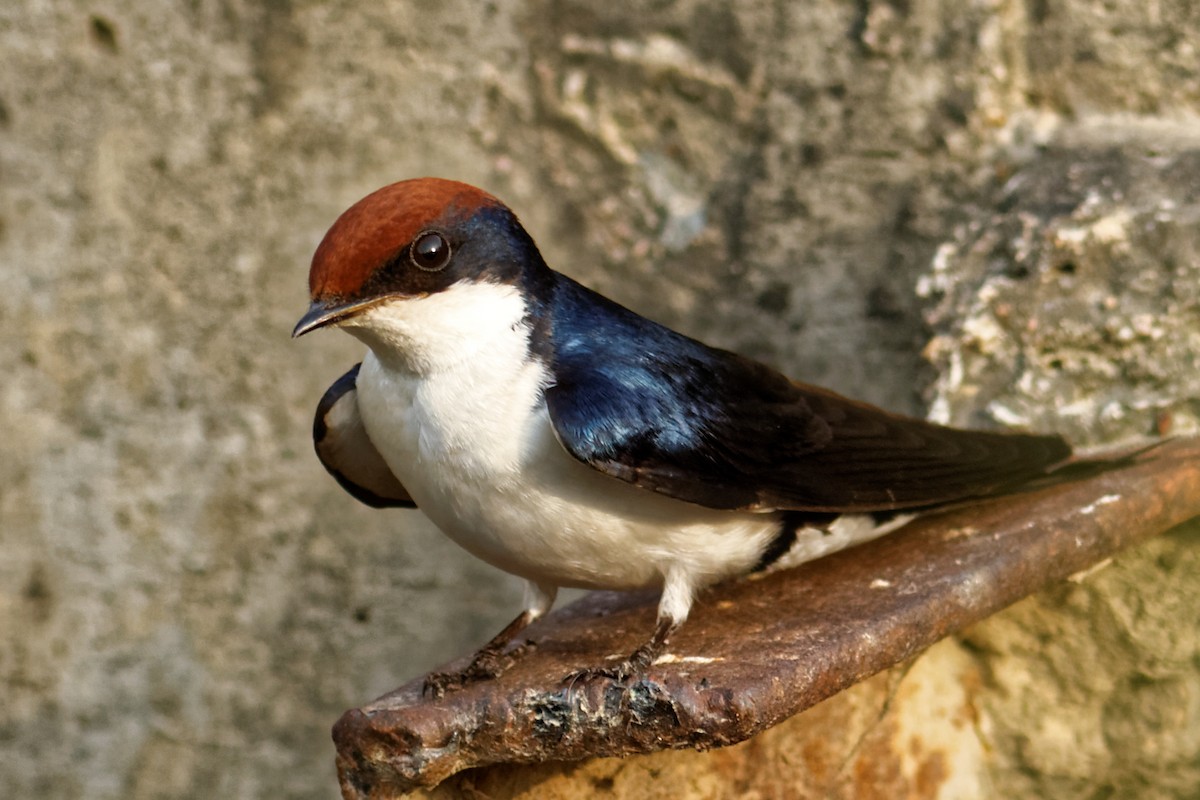 Wire-tailed Swallow - Able Lawrence