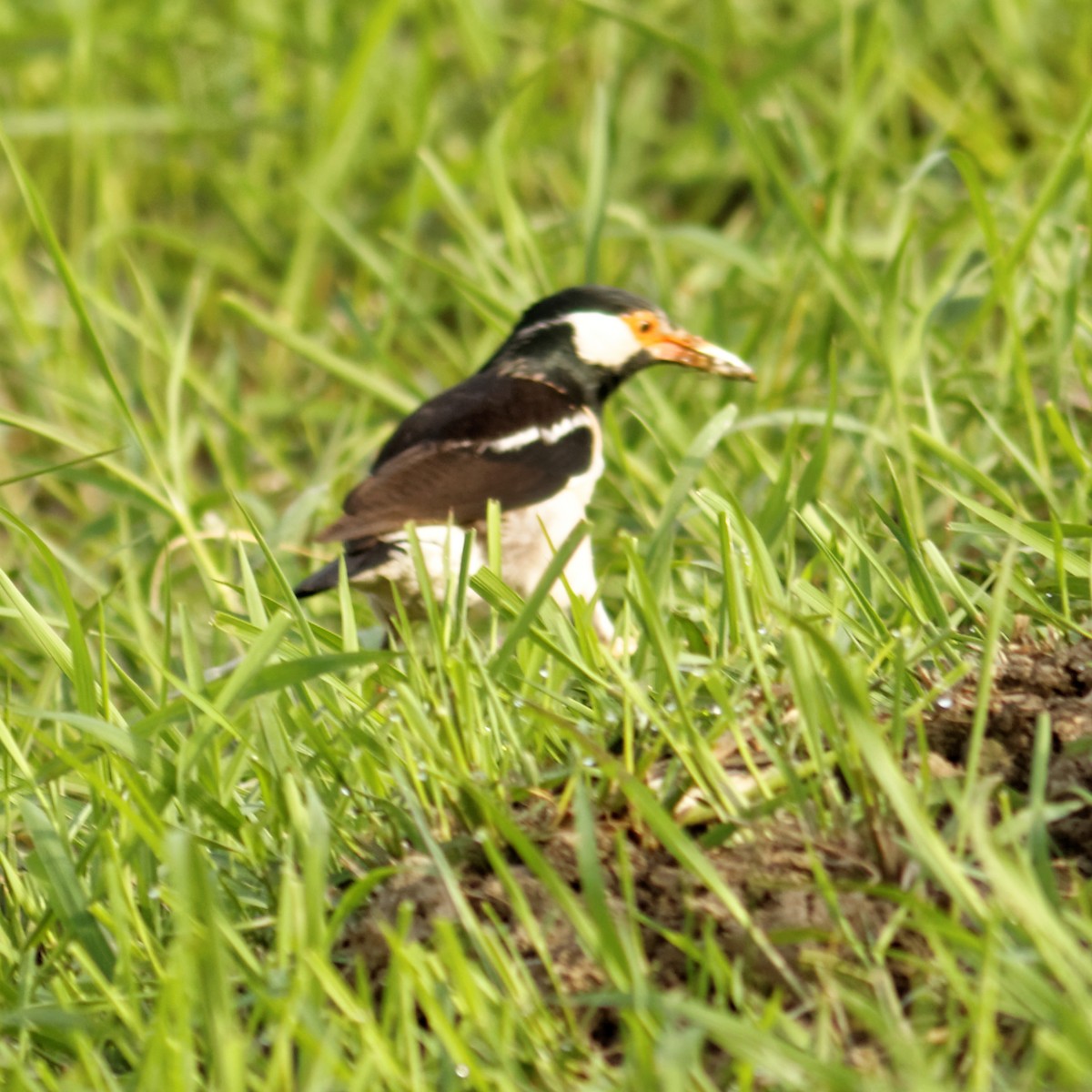 Indian Pied Starling - Able Lawrence