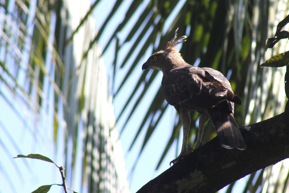 Changeable Hawk-Eagle (Crested) - Varsha Karumampoyil