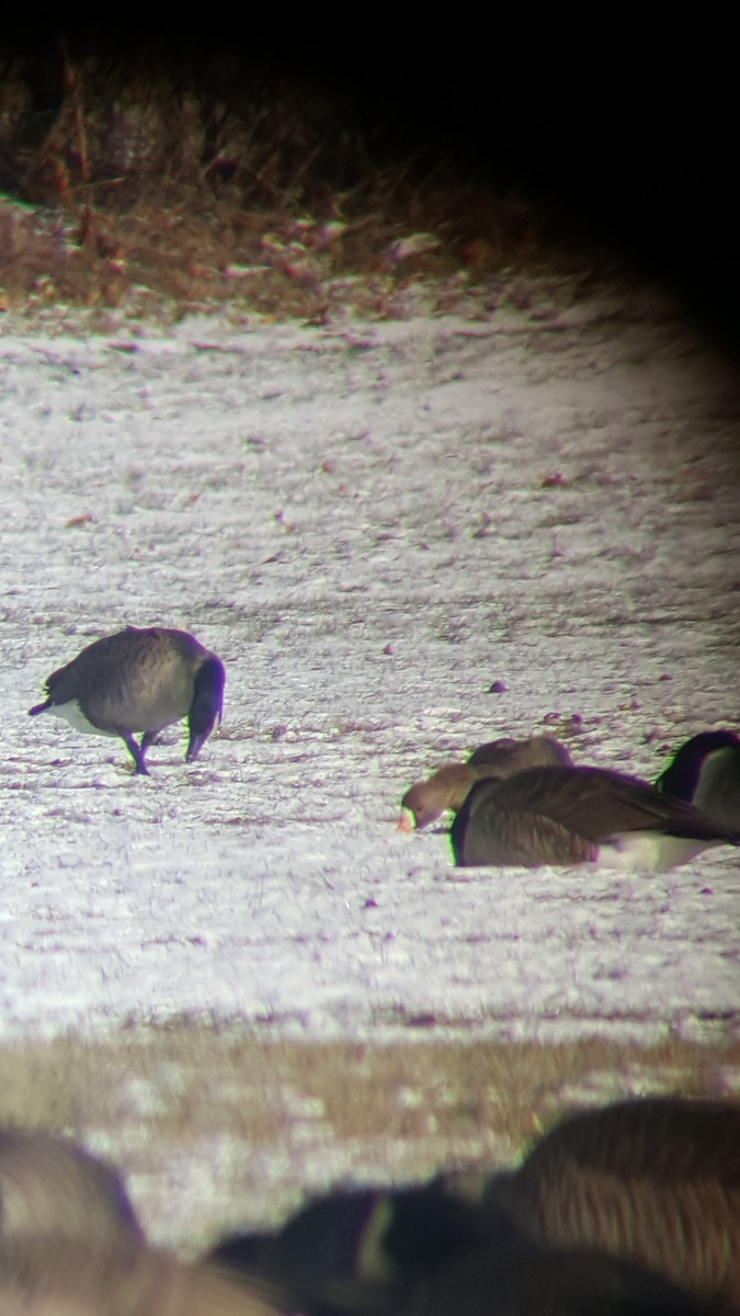 Greater White-fronted Goose - ML80235821