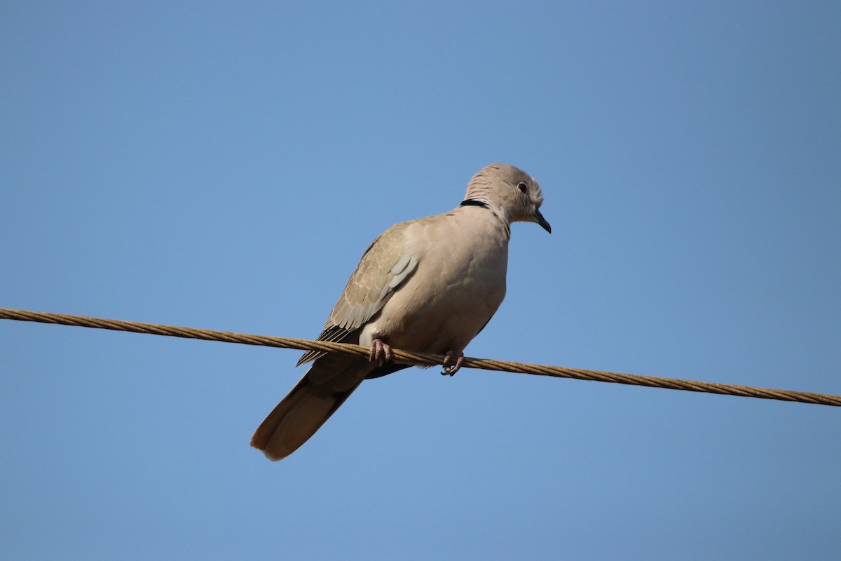 Eurasian Collared-Dove - Vignesh Bhat