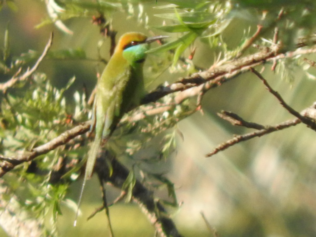 Asian Green Bee-eater - ML80236671