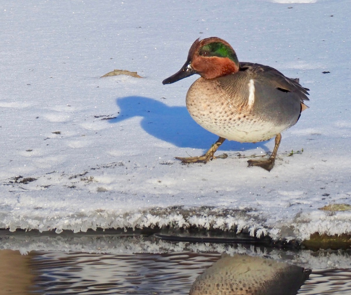 Green-winged Teal - ML80239301