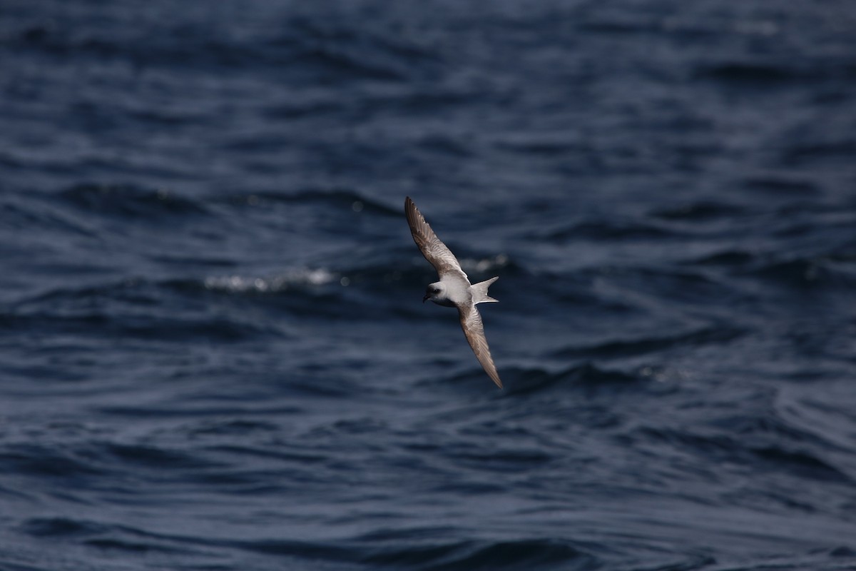 Fork-tailed Storm-Petrel - Birding Aboard