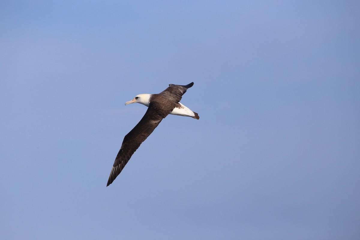 Laysan Albatross - Birding Aboard